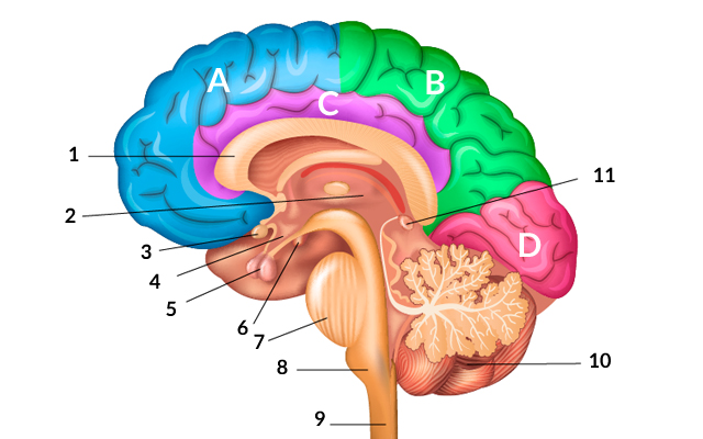 Il nostro cervello come funziona e come usarlo